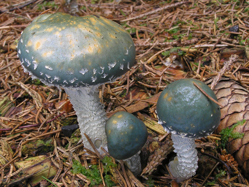 Stropharia aeruginosa